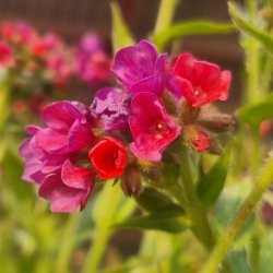 Pulmonaria 'Raspberry Splash'. <br/>Lungeurt