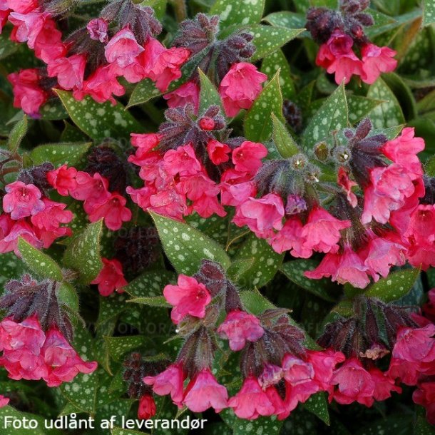 Pulmonaria x hybrida 'Shrimps on the Barbie'. <br/>Lungeurt