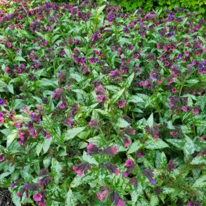 Pulmonaria 'Silver Bouquet'. <br/>Lungeurt
