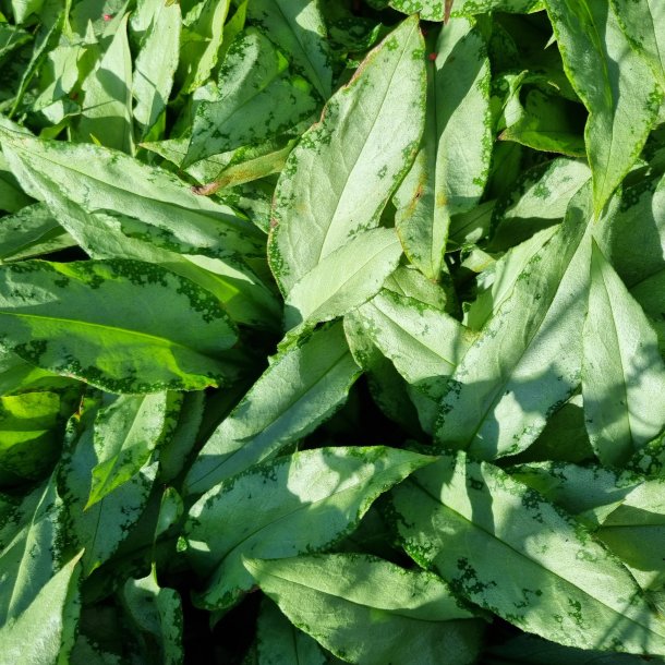 Pulmonaria hybrida 'Silver Bouquet'. <br/>Lungeurt