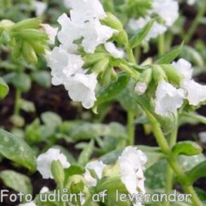 Pulmonaria 'Sissinghurst White'. <br/>Lungeurt