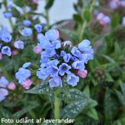 Pulmonaria hybrida 'Twinkle Toes'. <br/>Lungeurt