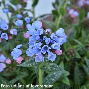 Pulmonaria hybrida 'Twinkle Toes'. <br/>Lungeurt