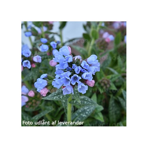 Pulmonaria hybrida 'Twinkle Toes'. <br/>Lungeurt