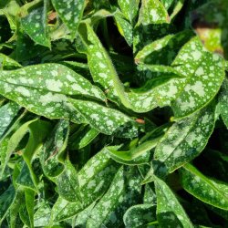 Pulmonaria hybrida 'Twinkle Toes'. <br/>Lungeurt