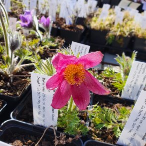 Pulsatilla vulgaris 'Rosea'. <br/>Kobj�lde