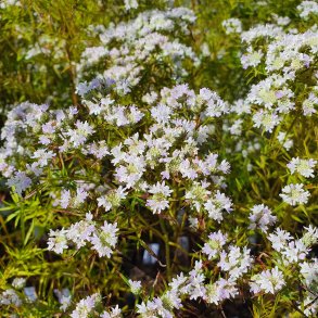 Pycnanthemum flexuosum. <br/>�delmynte