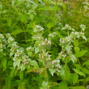 Pycnanthemum muticum.<br/> �delmynte