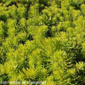 Petrosedum rupestre 'Angelina'. <br/>Stenurt
