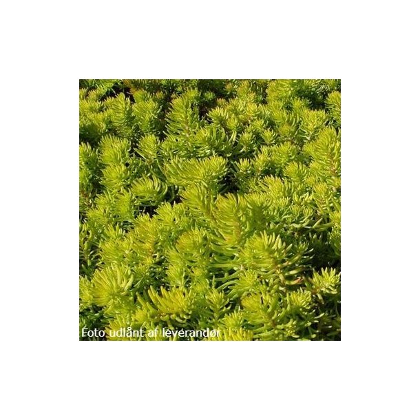 Petrosedum rupestre 'Angelina'. <br/>Stenurt