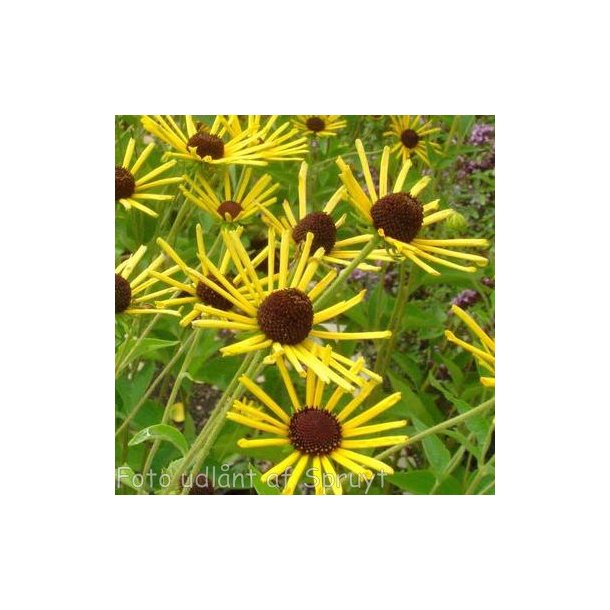 Rudbeckia submentosa 'Henry Eilers'.<br/>Solhat
