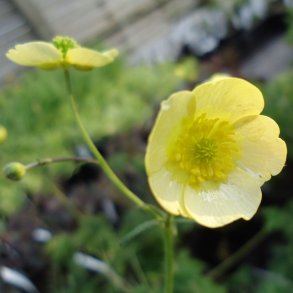 Ranunculus acris 'Sulphureus'.<br/>Ranunkel