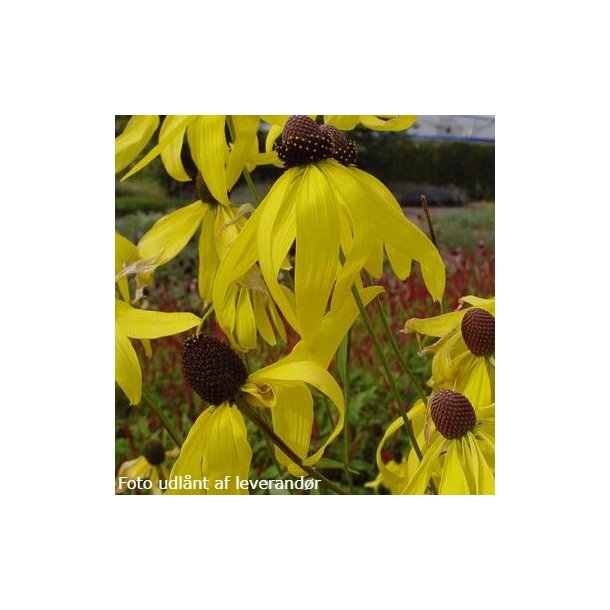 Ratibida pinnata.<br/>Solhat