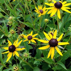 Rudbeckia fulgida 'Little Goldstar'.<br/>Solhat