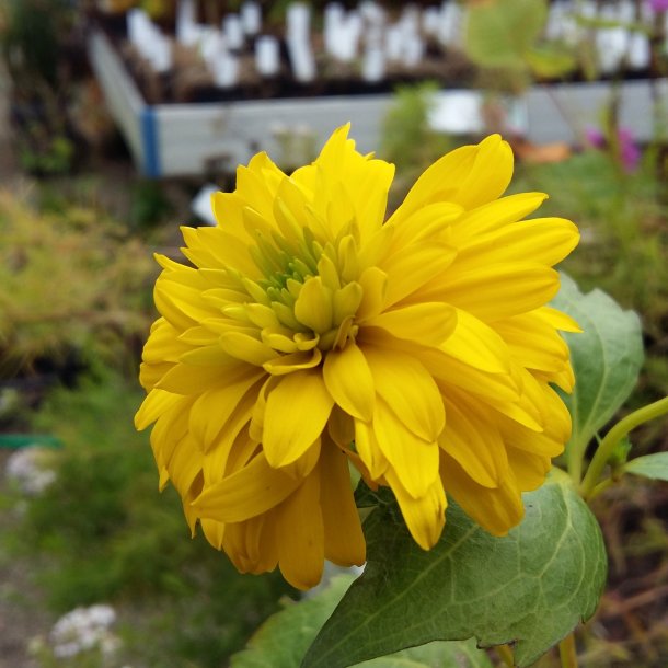 Rudbeckia laciniata  'Goldquelle'.<br/>Solhat