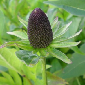 Rudbeckia occidentalis 'Green Wizard'.<br/>Solhat