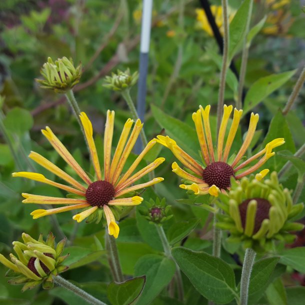 Rudbeckia submentosa 'Little Henry'.<br/>Solhat