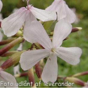 Saponaria officinalis. <br/>Sbeurt