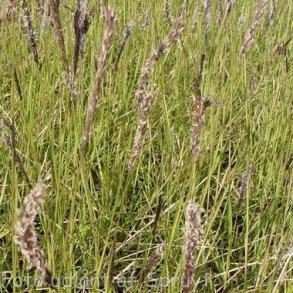 Sesleria autumnalis. <br/>Bl�aks