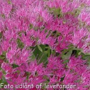 Hylotelephium telephium 'Brillant'. <br/>Skt. Hansurt