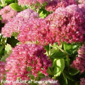 Hylotelephium x mottramianum 'Herbstfreude'. <br/>Skt. Hansurt