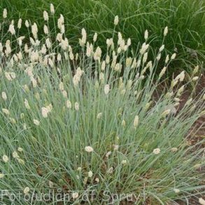 Sesleria nitida. <br/>Blaks