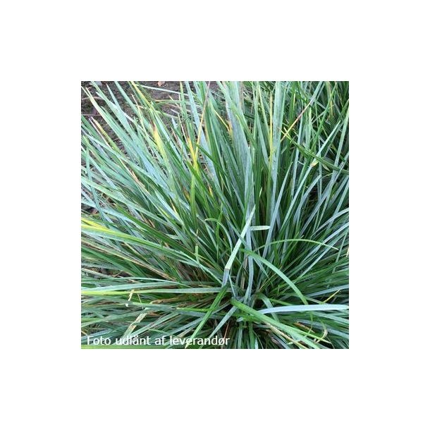 Sesleria heufleriana BLUE PROCUPINE 'JS Sowieso'. <br/>Blaks
