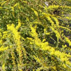 Solidago rugosa 'Fireworks'. <br/>Gyldenris