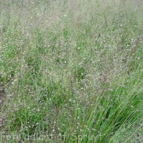 Sporobolus heterolepis 'Cloud'. <br/>Pr�riegr�s