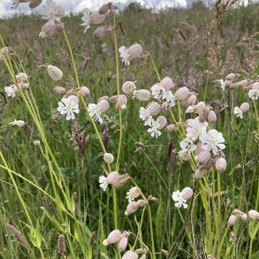 Silene vulgaris. <br/>Bl�resm�lde