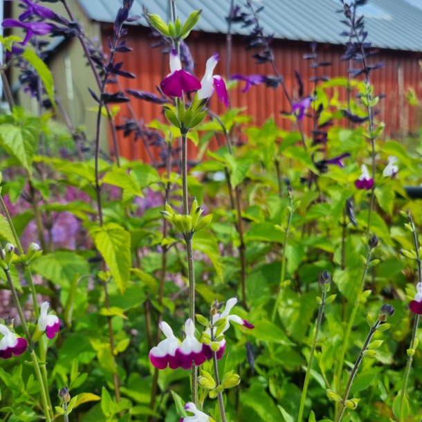 Salvia greggii 'Amethyst Lips'. <br/>Salvie NB: Overvintres frostfrit