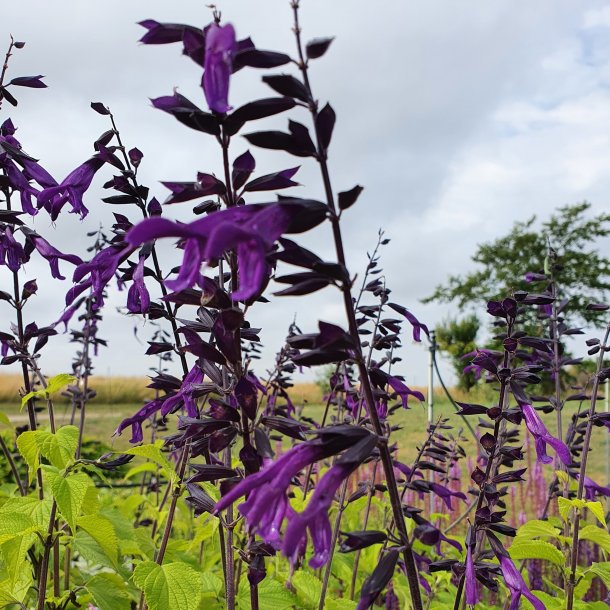 Salvia 'Amistad'. <br/>Salvie NB: Overvintres frostfrit