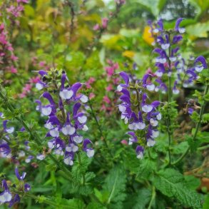 Salvia 'Azure Snow'. <br/>Staudesalvie