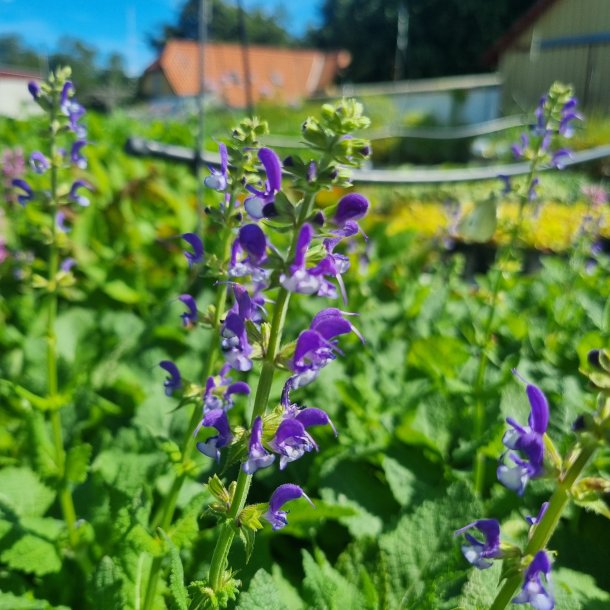 Salvia 'Azure Snow'. <br/>Staudesalvie