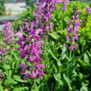 Salvia 'Back to the Fuchsia'. <br/>Staudesalvie