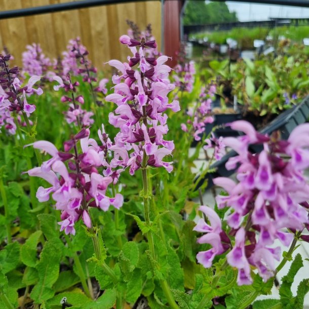 Salvia 'Ballerina Pink'. <br/>Staudesalvie