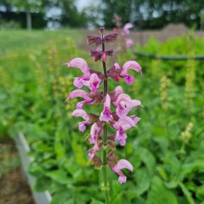 Salvia 'Ballerina Pink'. <br/>Staudesalvie