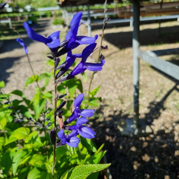 Salvia guaranitica 'Black and Blue'. <br/>Salvie NB: Ikke vinterhrdfr