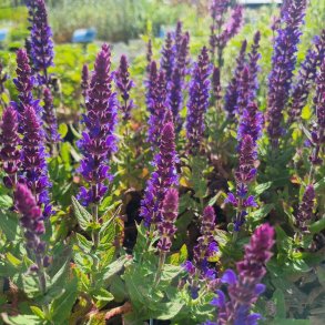 Salvia nemorosa BLUE BOUQUETTA 'Alkif'. <br/>Staudesalvie