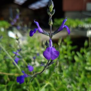 Salvia greggii 'Blue Note'. <br/>Solbrsalvie NB: Overvintres frostfrit