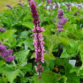 Salvia nemorosa CARADONNA PINK 'Tucarink'. <br/>Staudesalvie