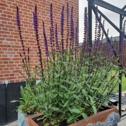 Salvia nemorosa 'Caradonna'. <br/>Staudesalvie