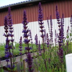 Salvia nemorosa 'Caradonna'. <br/>Staudesalvie