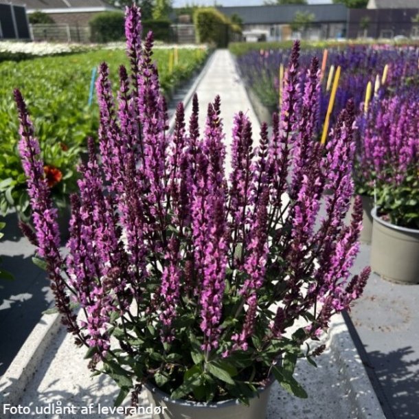 Salvia nemorosa 'Caramia Rose'. <br/>Staudesalvie