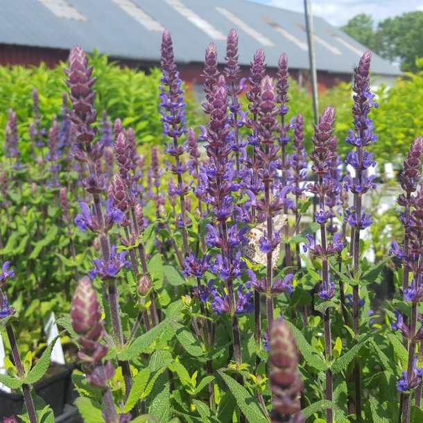 Salvia nemorosa 'Caramia'. <br/>Staudesalvie