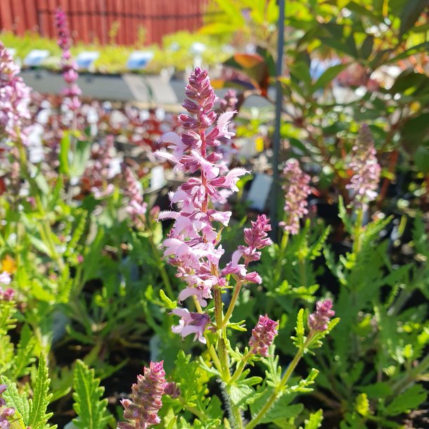 Salvia nemorosa 'Feathers Flamingo'. <br/>Staudesalvie