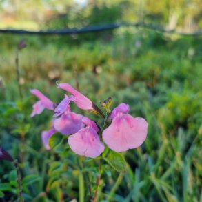 Salvia greggii 'Flowerchild'. <br/>Solbrsalvie NB: Overvintres frostfrit