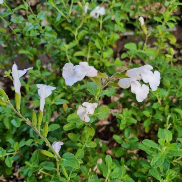 Salvia microphylla 'Gletsjer'. <br/>Salvie NB: Overvintres frostfrit