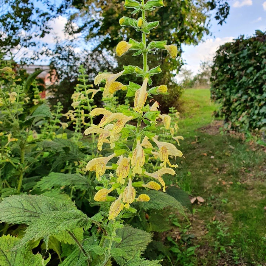 Salvia Glutinosa. Klæbrig Salvie - Stauder - S - Staudestedet