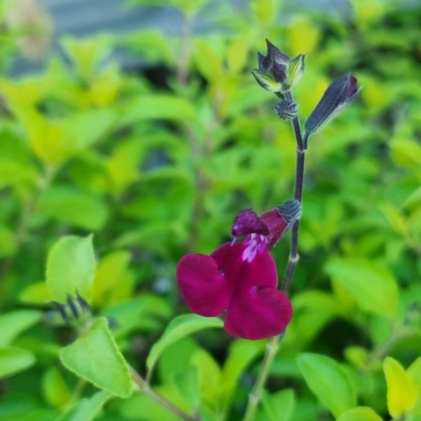 Salvia x jamensis 'Golden Rosiene'. <br/>Solbrsalvie NB: Overvintres frostfrit